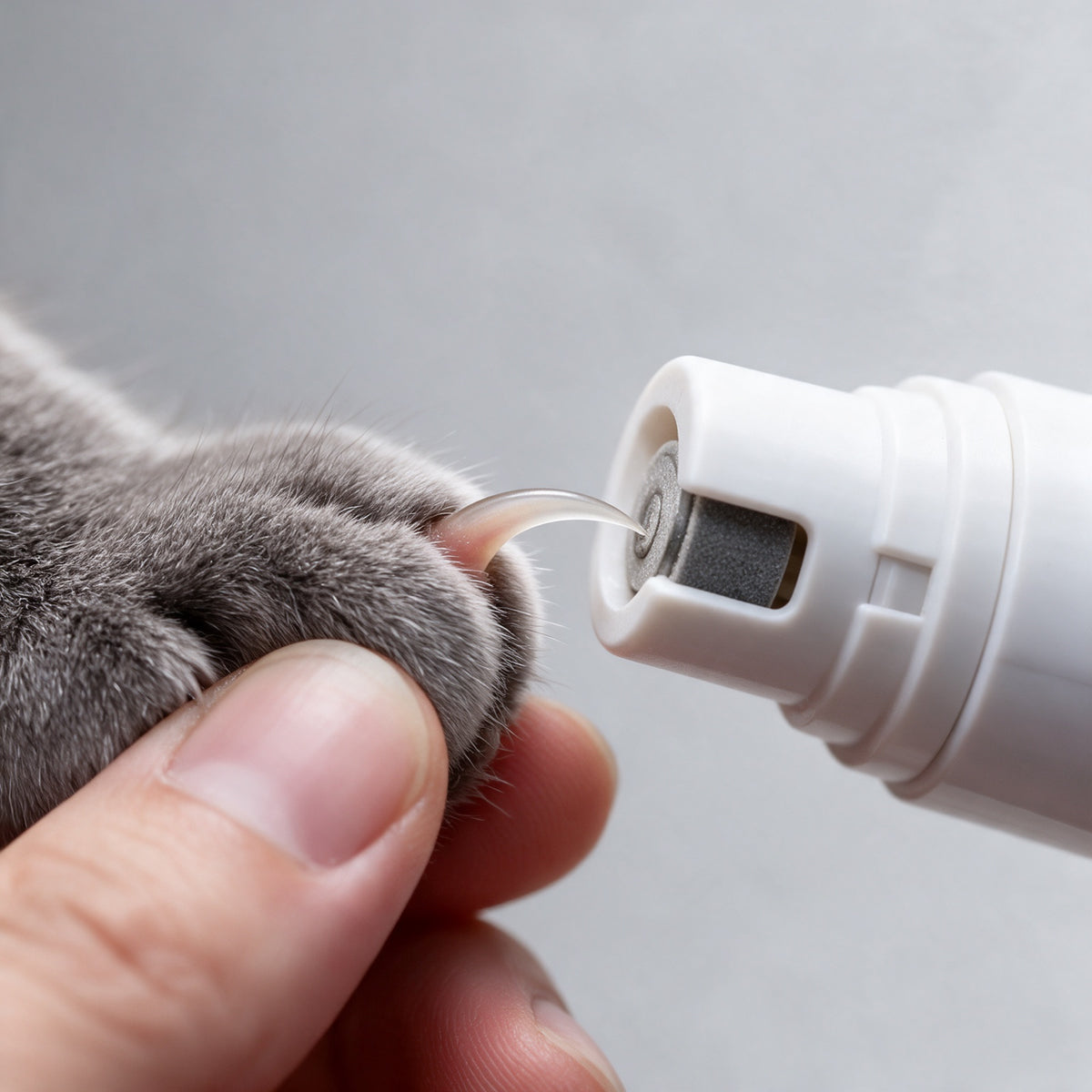 Eine einzelne Katzenkralle wächst aus der Zehe und berührt mit der Spitze die Schleiffläche in der Öffnung der Führungskappe
