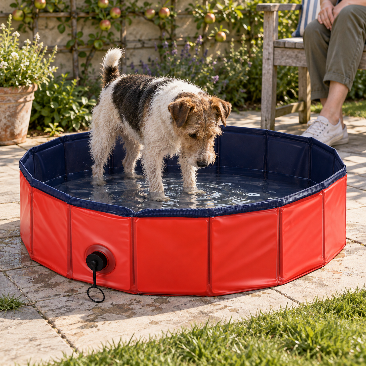 Terrier steht im roten Tatzenpool mit flachem Wasser im Garten, sein Mensch sitzt daneben